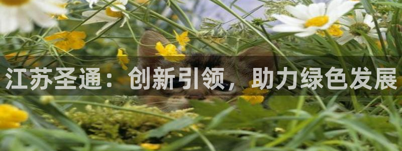 江苏圣通：创新引领，助力绿色发展