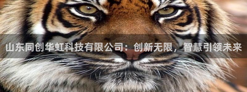 山东同创华虹科技有限公司：创新无限，智慧引领未来